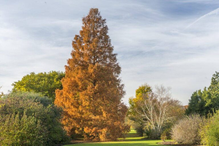 Dawn Redwood Tree Pros and Cons: Everything You Need to Know Before Planting One