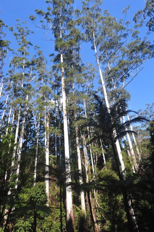 10 Major Types of Eucalyptus Trees in California: Identification (Photos), and Cultivation Details