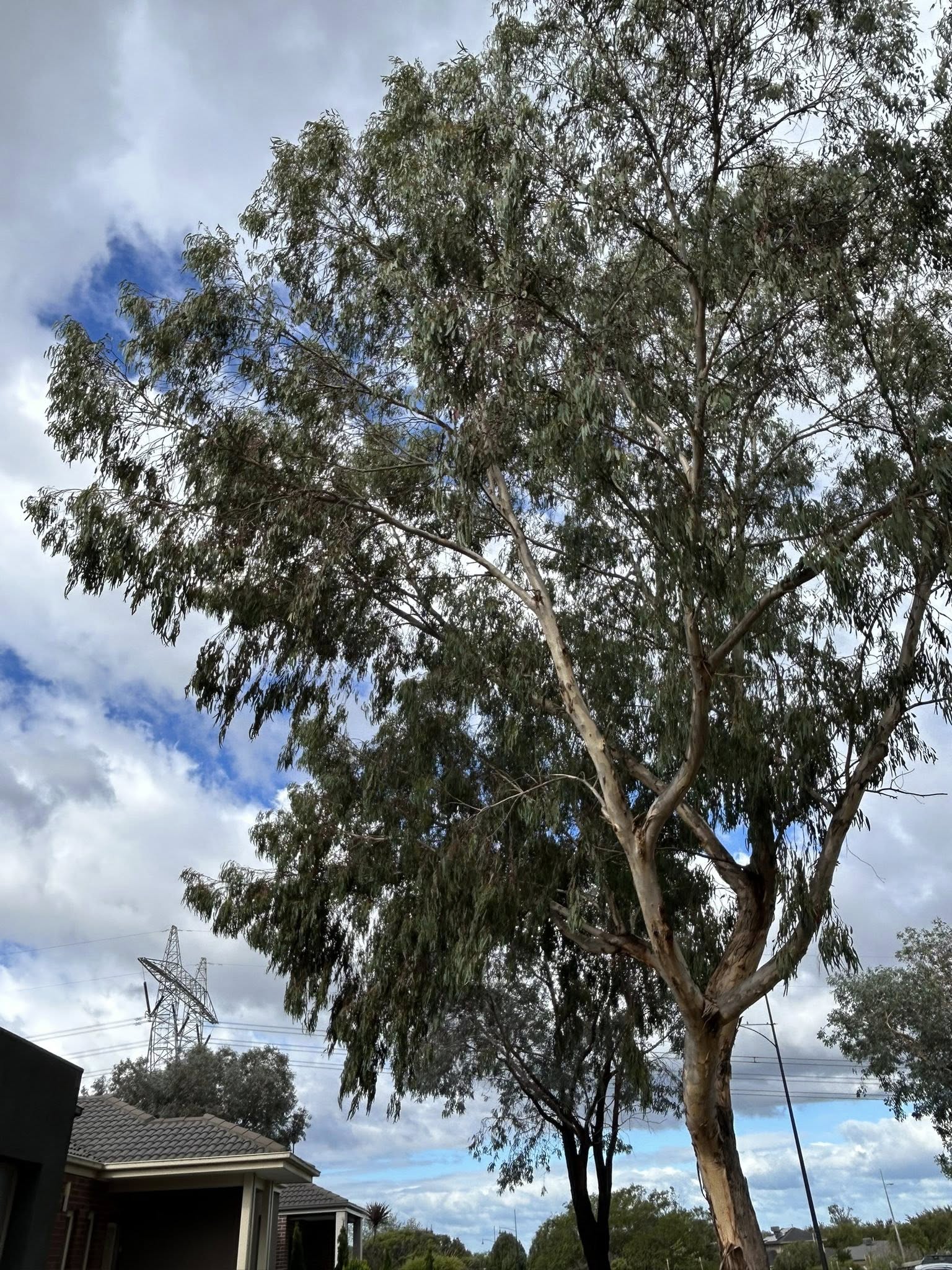 Exciting Eucalyptus Tree Types Gallery 1