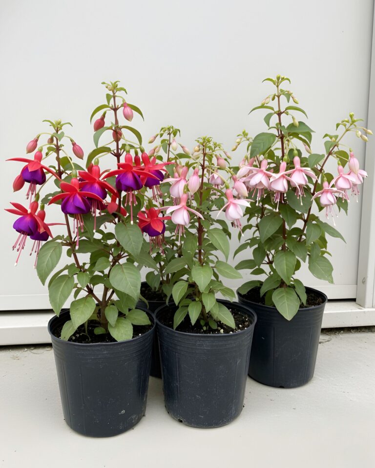 Understanding Fuchsia Flower: Identification, Growth Rate, and Cultivation Details
