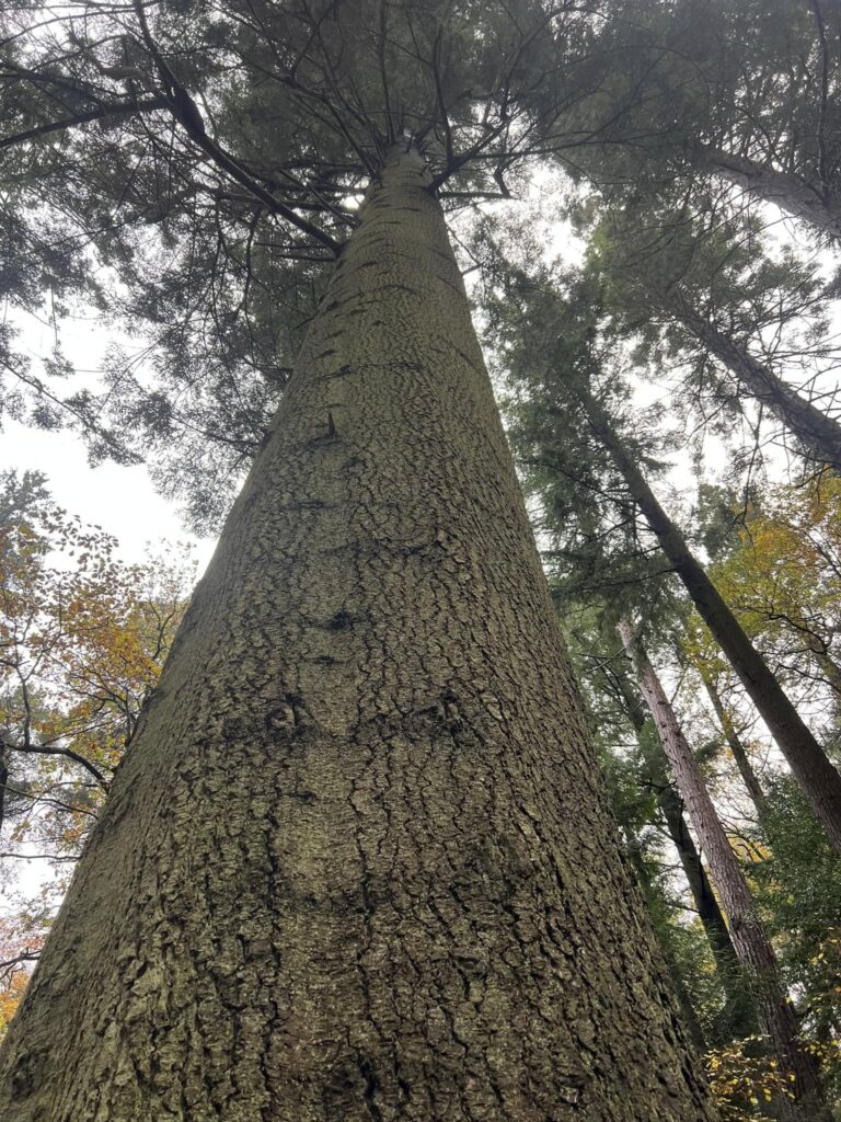 15 Stunning Types of Fir Trees: Pictures, Uses, and Care Details