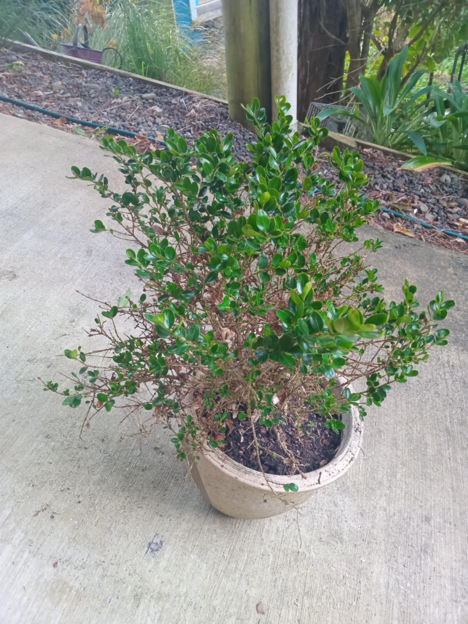 25 Types of Boxwood Shrubs: Variety Identification, Hardiness, and How ...