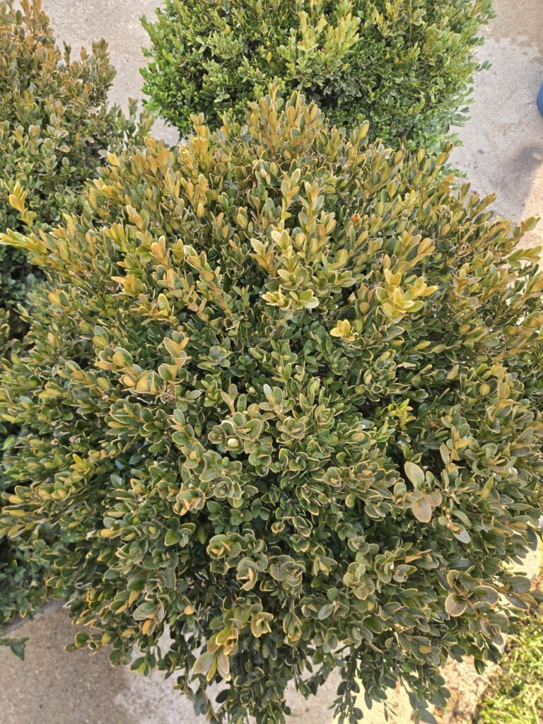Beginner: Green Velvet Boxwood Planting Guide ( Site Selection, Problems, and Growing Details)