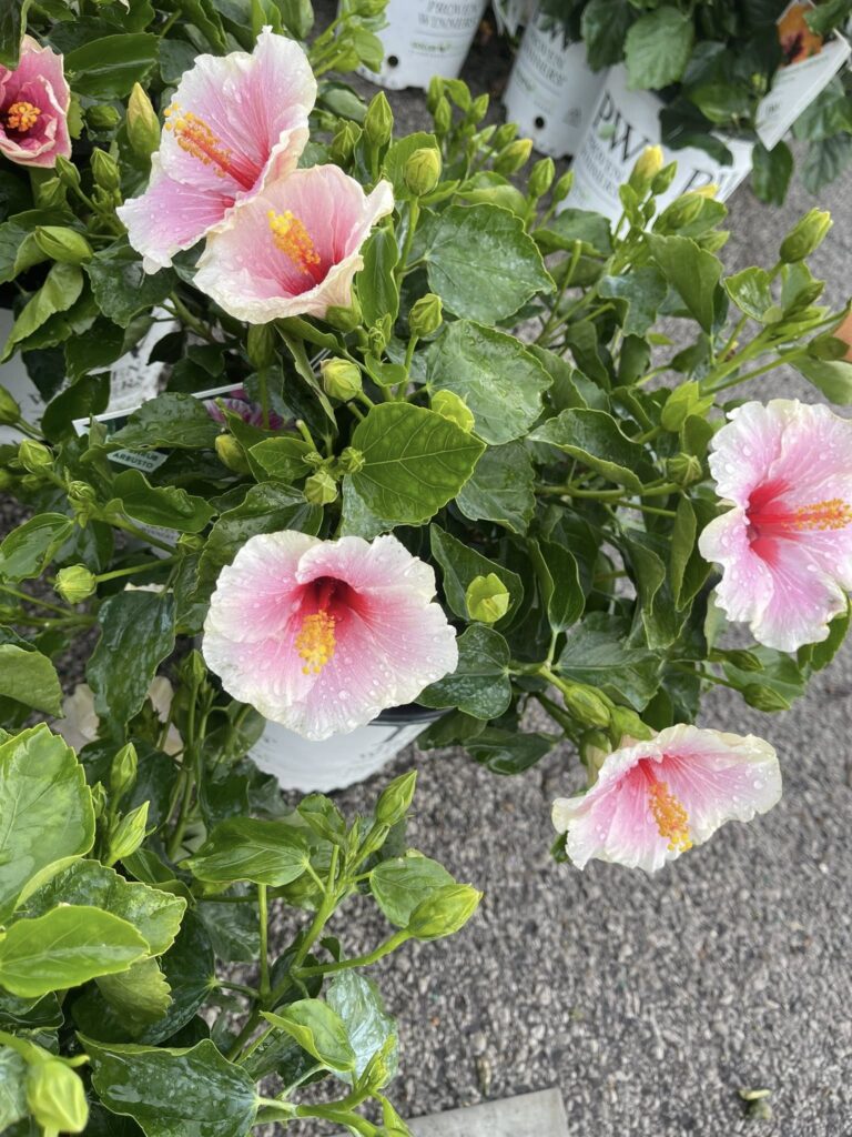 Hibiscus