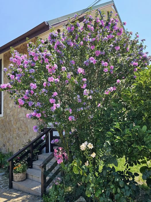 Hibiscus syriacus