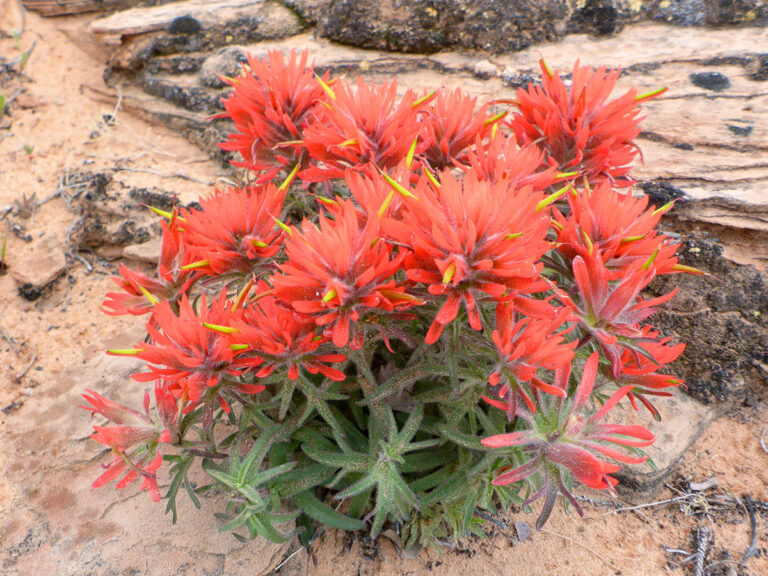 25 Best Flowers to Grow in Texas (With Pictures)