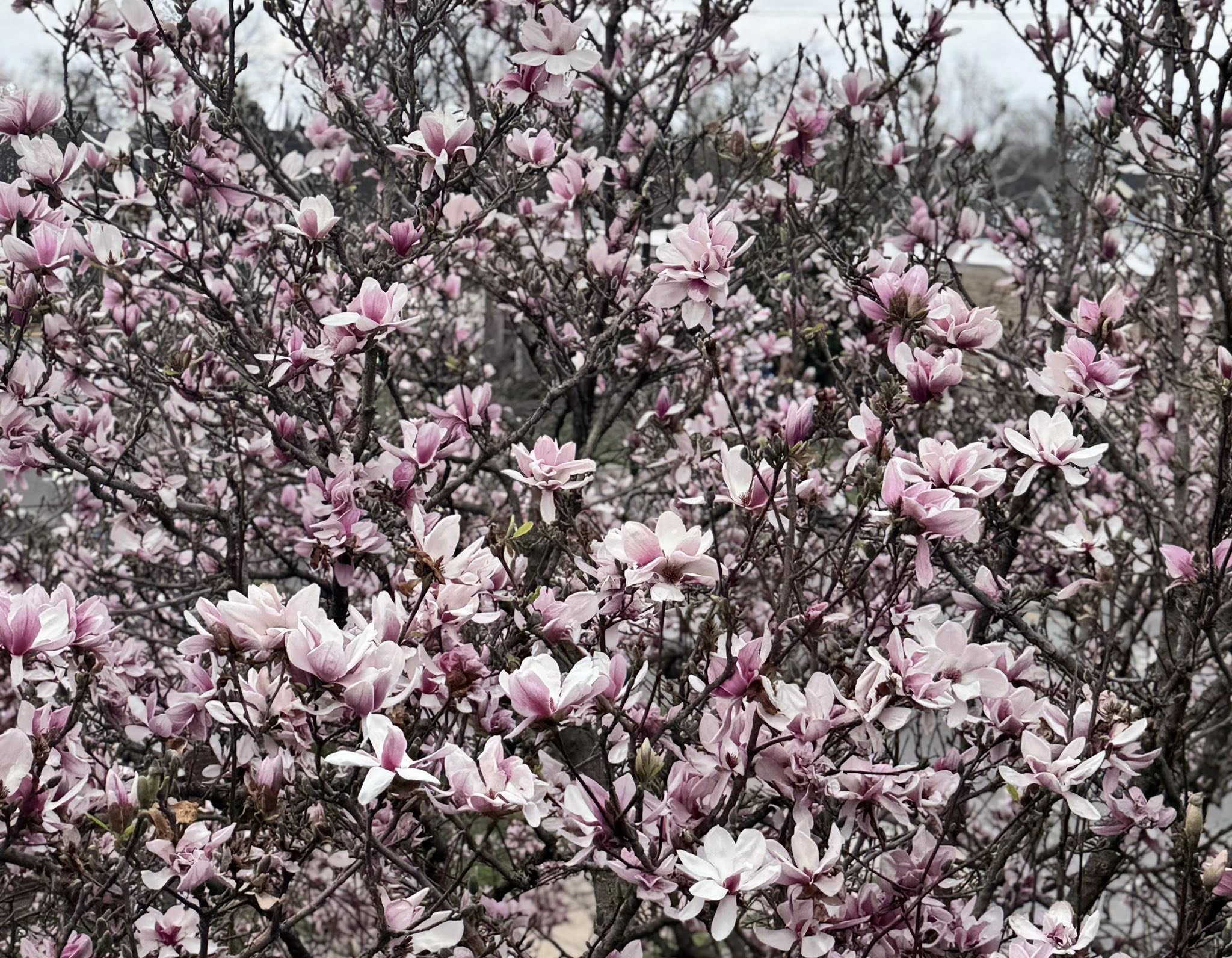 25 Stunning Types of Magnolia Trees: Size, Hardiness, and Growing ...
