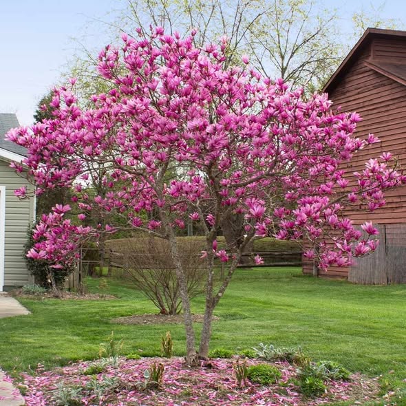 Jane Magnolia Tree Pros and Cons: What You Should Know Before Planting