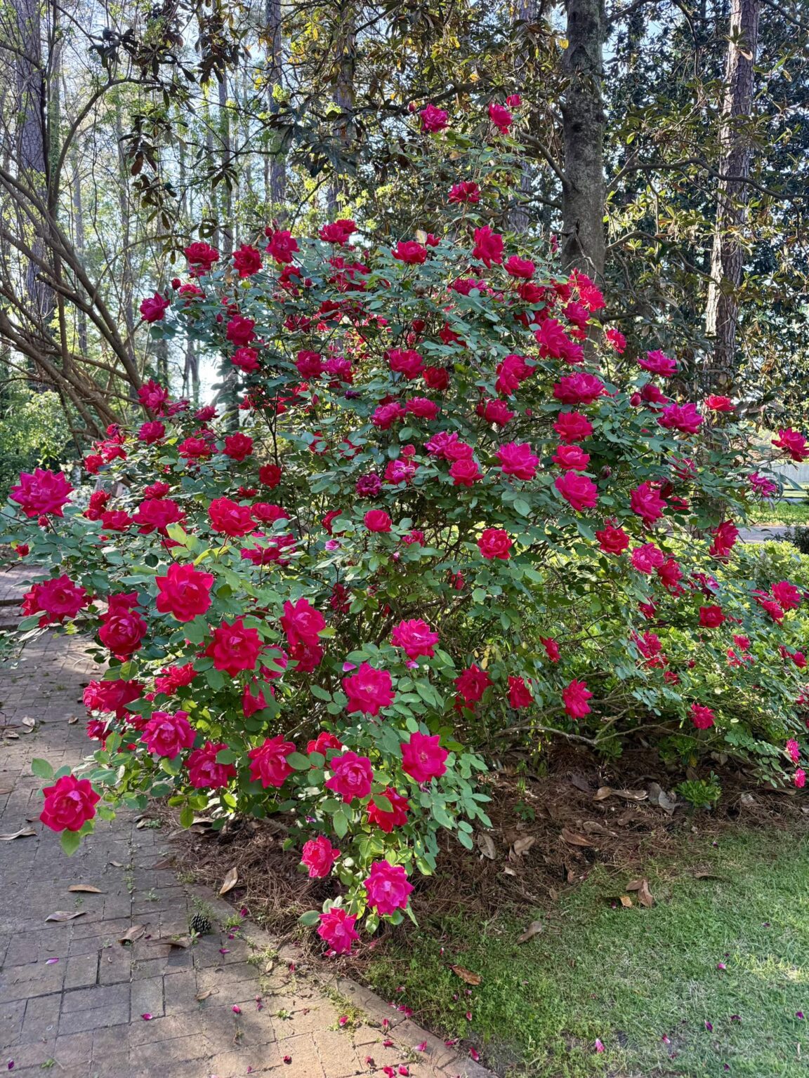 25 Stunning Types of Roses (Bushes Identification, With Pictures ...