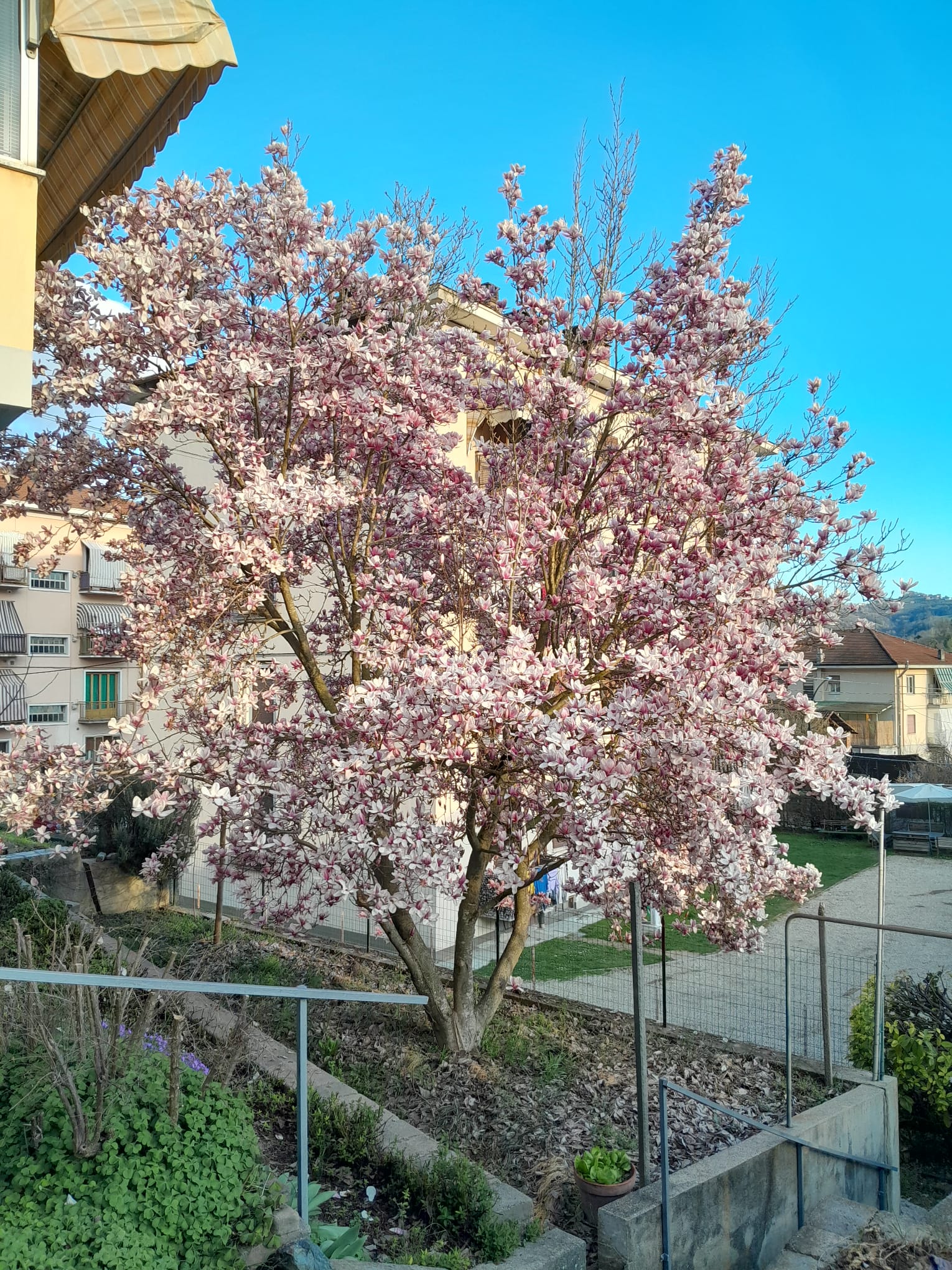 25 Stunning Types of Magnolia Trees: Size, Hardiness, and Growing ...