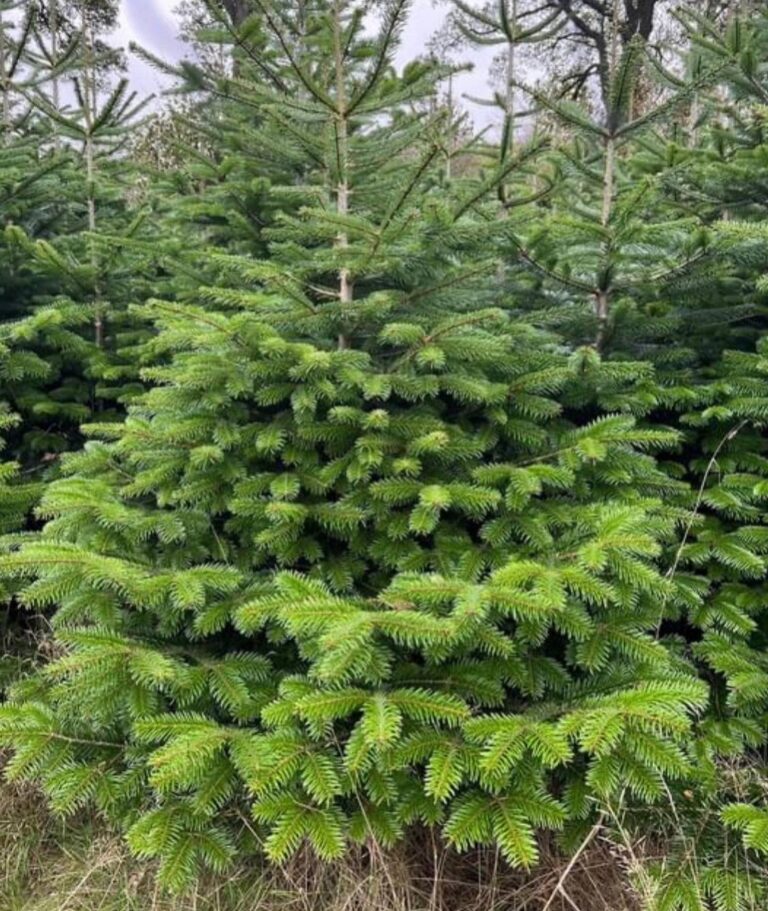 8 Nordmann Fir Tree Problems: Causes and Solutions