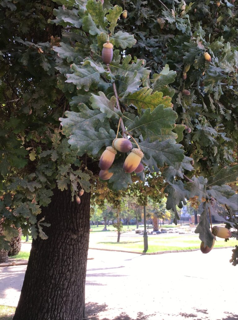Understanding Oak Tree Acorns: Identification, Uses, and Surprising Facts