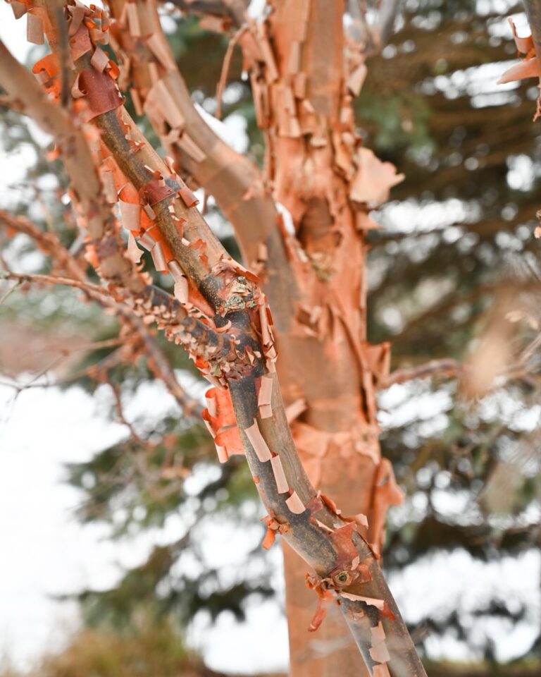 Understanding Paperbark Maple: Identification, Uses, Problems, and Cultivation Details