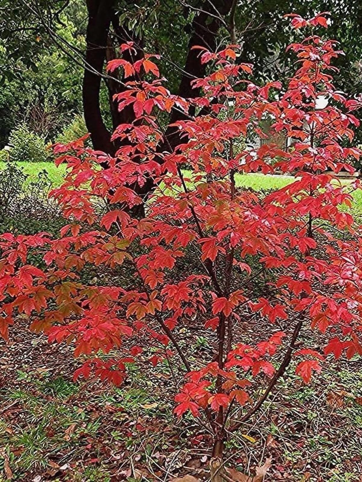 Understanding Paperbark Maple: Identification, Uses, Problems, and ...