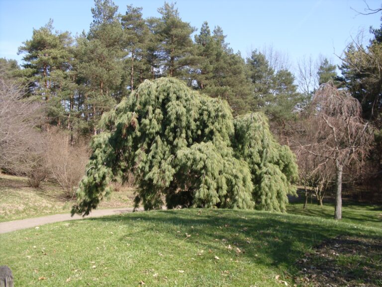 Understanding Weeping Eastern White Pine: Size, Growth Rate, Problems, and Cultivation