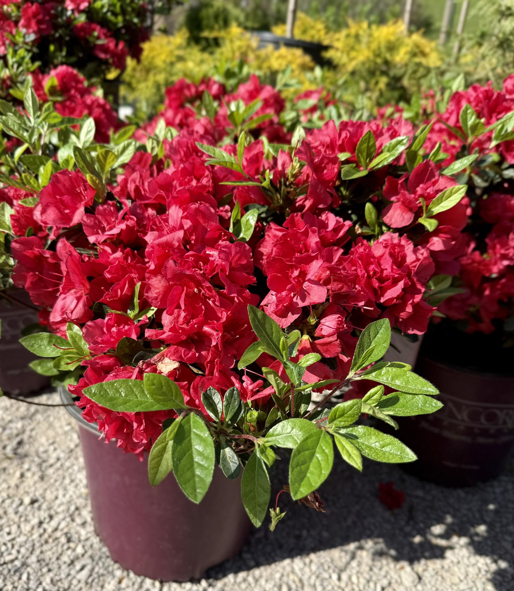 16+ Florida Shrubs With Red Flowers 25 Stunning Shrubs With Red Flowers: Identification and Pictures