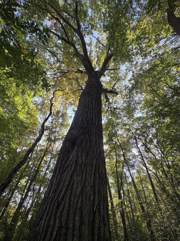 Red Oak Tree Pros and Cons: Everything to Know Before You Plant