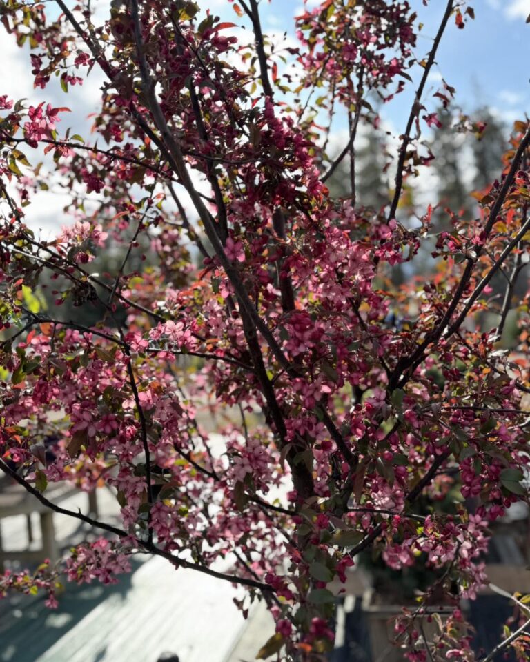 Royal Raindrops Crabapple Tree Pros and Cons: Everything You Need Before You Plant