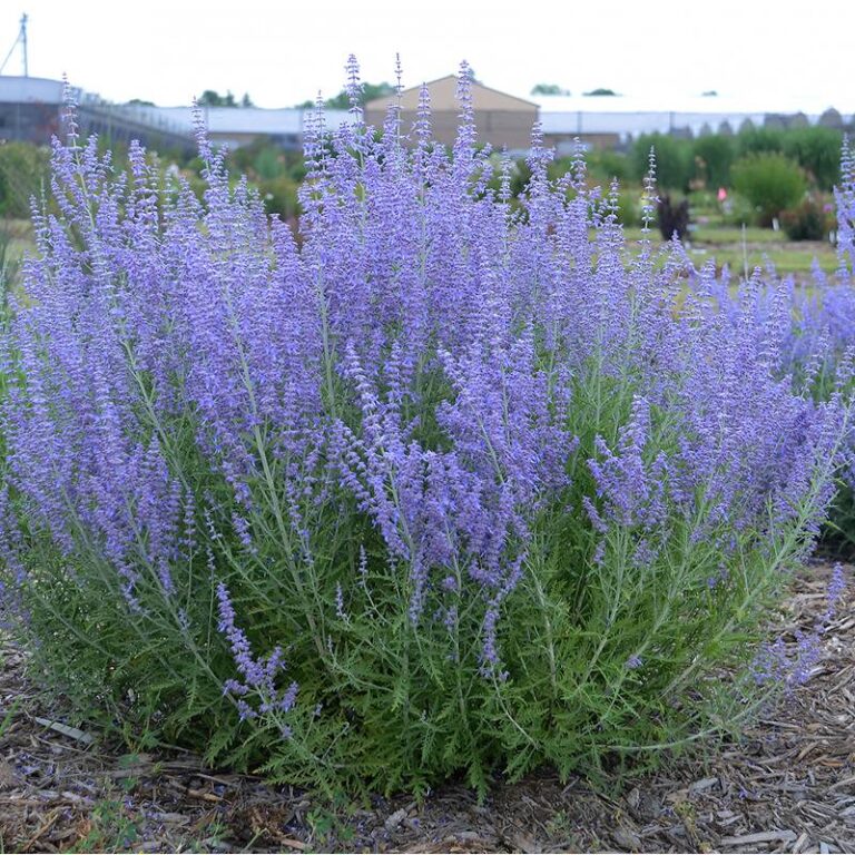 Russian Sage