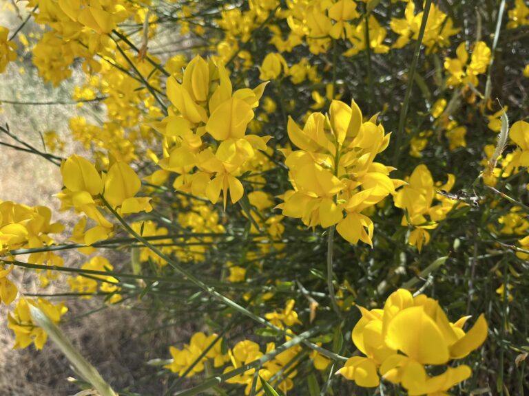 25 Brilliant Flowering Shrubs With Yellow Flowers: Pictures and Identification
