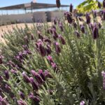Spanish Lavender