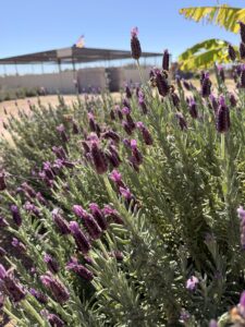 Spanish Lavender