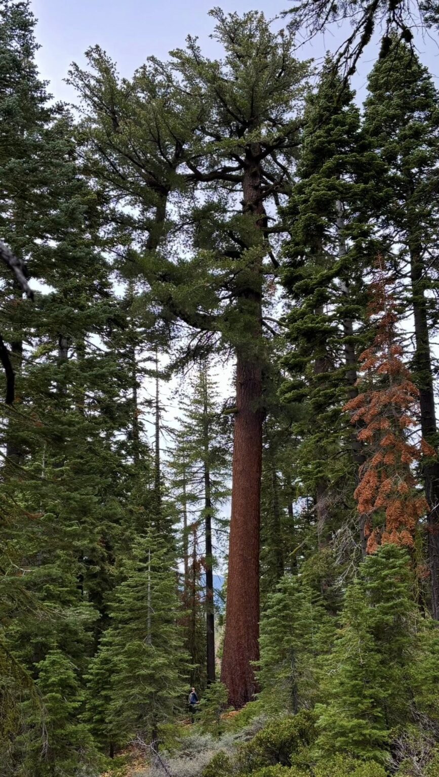 Sugar Pine (Tree that Produces Nearly Two-Foot-Long Cones ): Growth ...