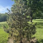 Vanderwolf Pine