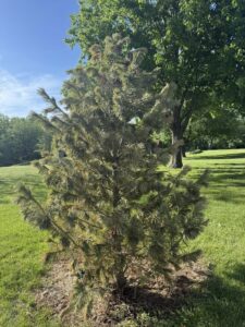 Vanderwolf Pine
