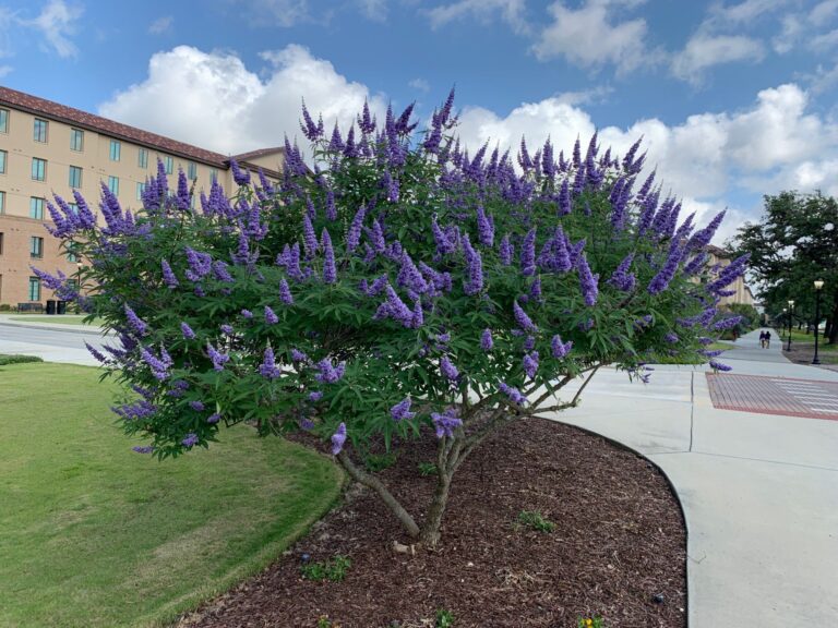 Shoal Creek Vitex Tree: Identification, Size, Problems, and Cultivation Details