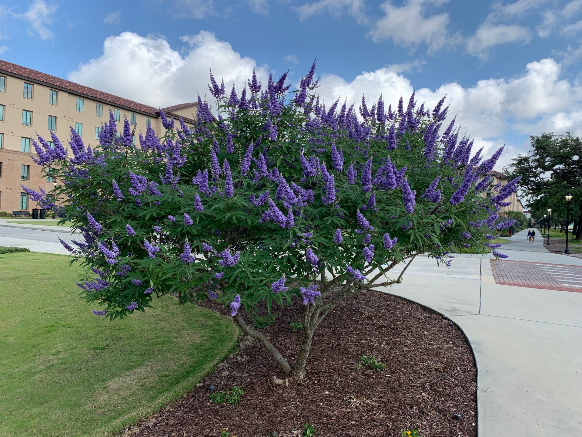 Shoal Creek Vitex Tree: Identification, Size, Problems, and Cultivation ...
