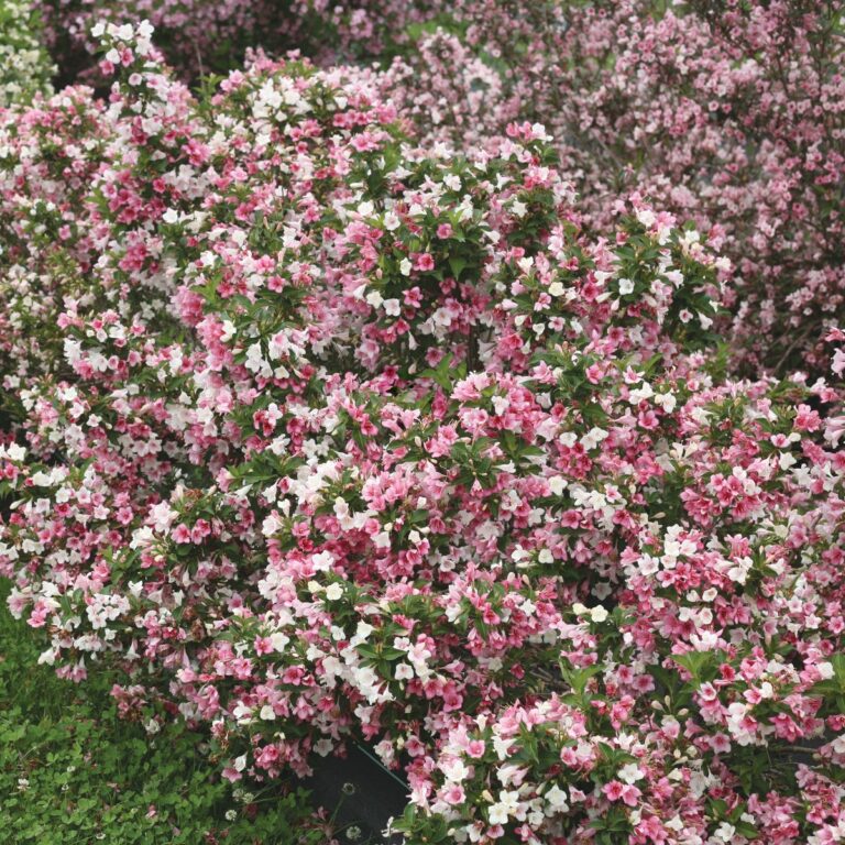 25 Stunning Shrubs With Pink Flowers: Identification and Pictures