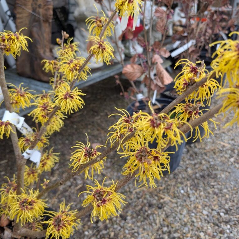 Witch hazel