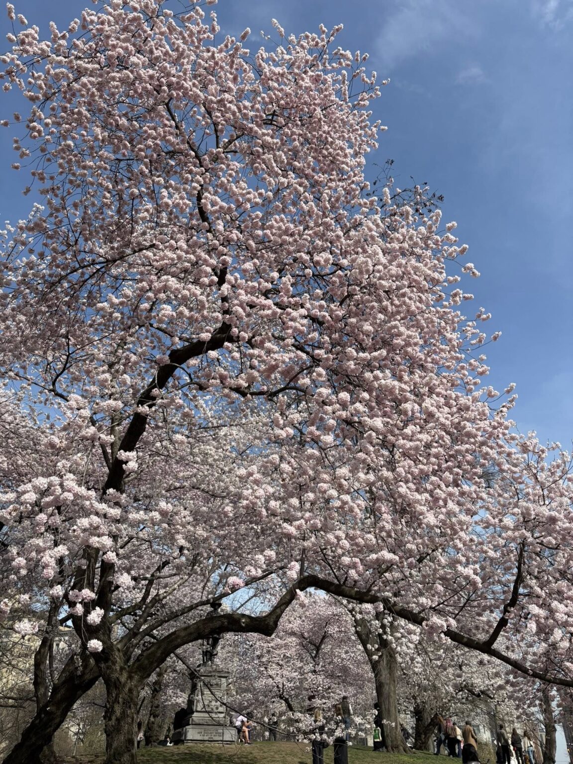 25 Trees to Plant in Memory of Someone (Names, With Pictures) - Citycacti
