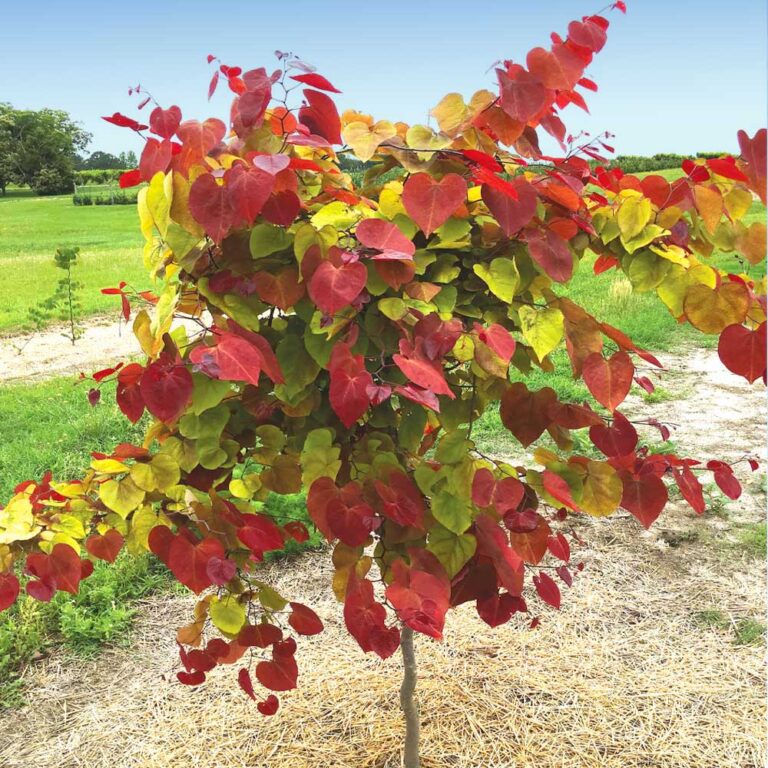 Cercis Rising Sun Redbud Tree: Features, Size, Uses, and Growing Details
