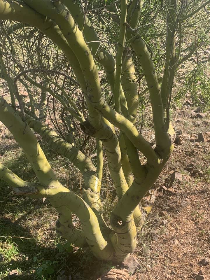 9 Important Desert Trees in Arizona: Size, Growth Rate, Uses, and Care