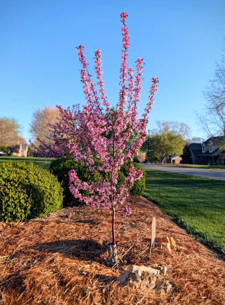 10 Best Small Crabapple Tree Varieties: (Identification and Pictures)