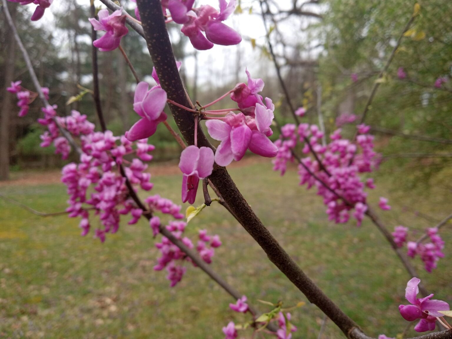 20 Types of Redbud Trees and Shrubs: Identification and Pictures ...