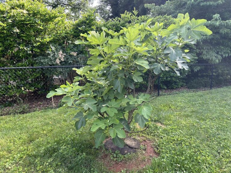 Brown Turkey Fig Tree: Size, Growth Rate, Problems, and Cultivation 