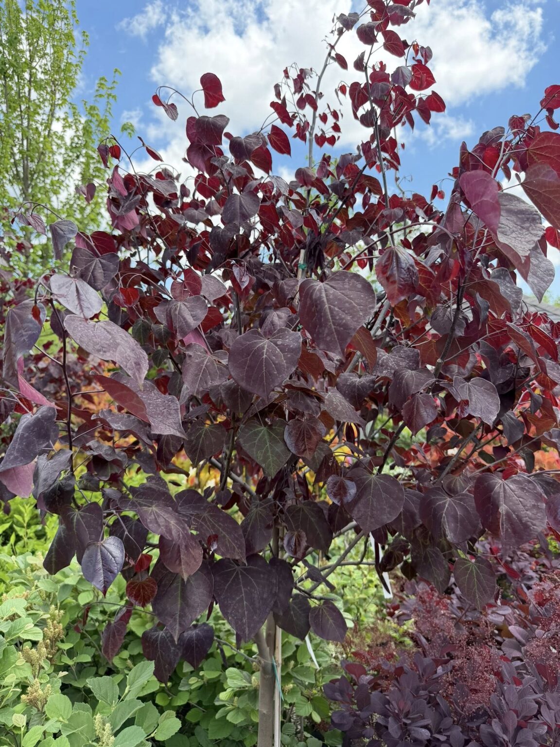 20 Types of Redbud Trees and Shrubs: Identification and Pictures ...