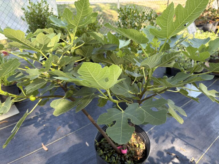 Celeste Fig Tree: Size, Growth Rate, Problems, and Cultivation Details