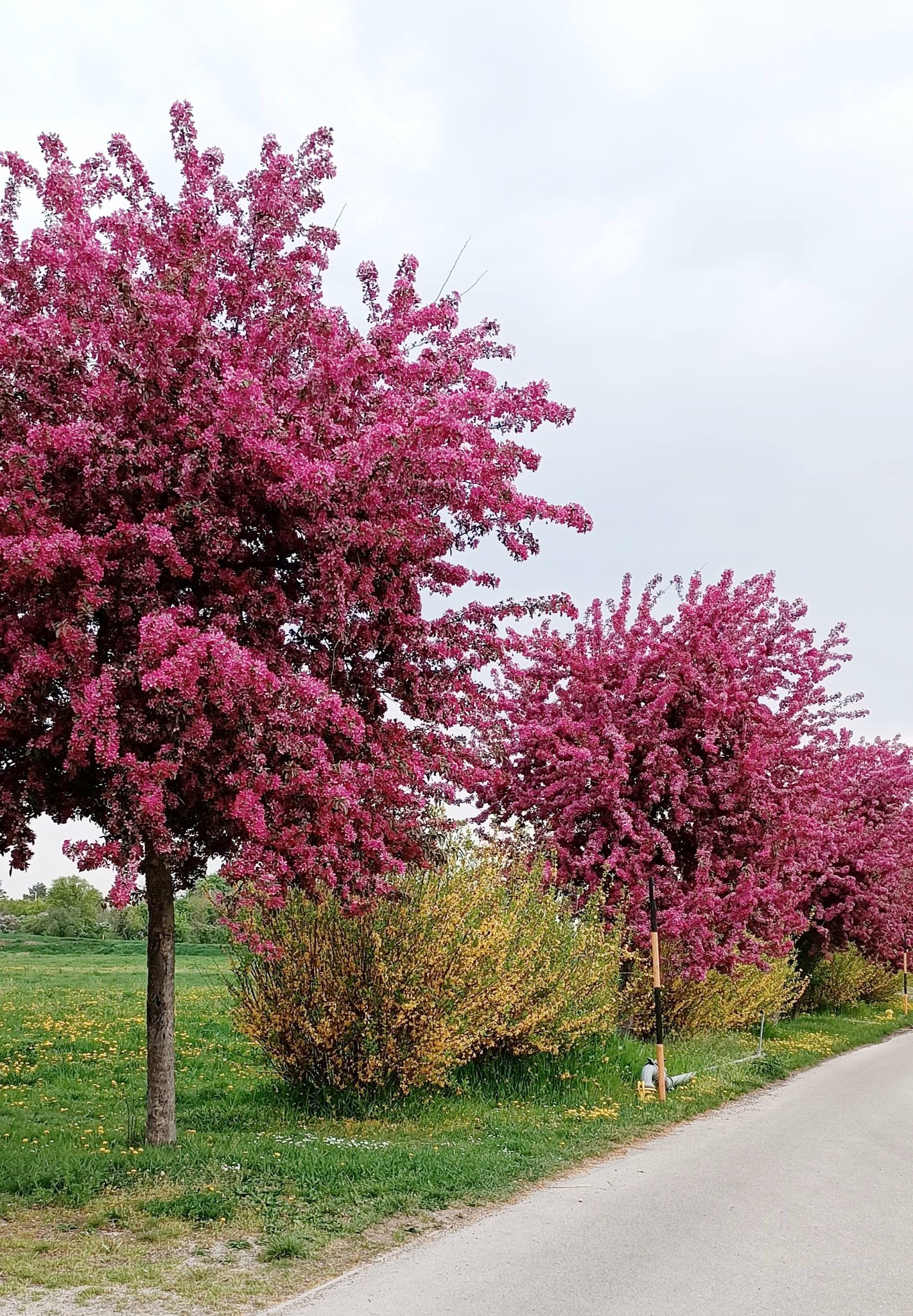 20 Types of Redbud Trees and Shrubs: Identification and Pictures ...