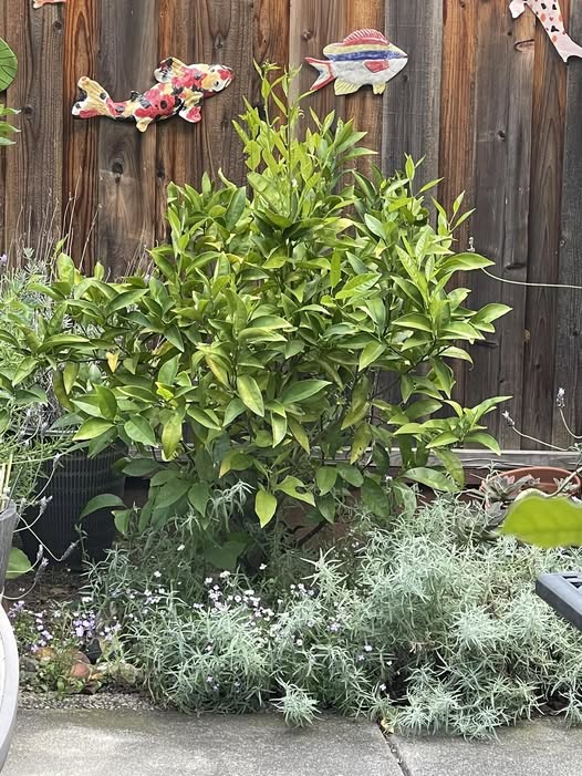10 Common Citrus Tree Leaf Problems: Identification and Proven Solutions