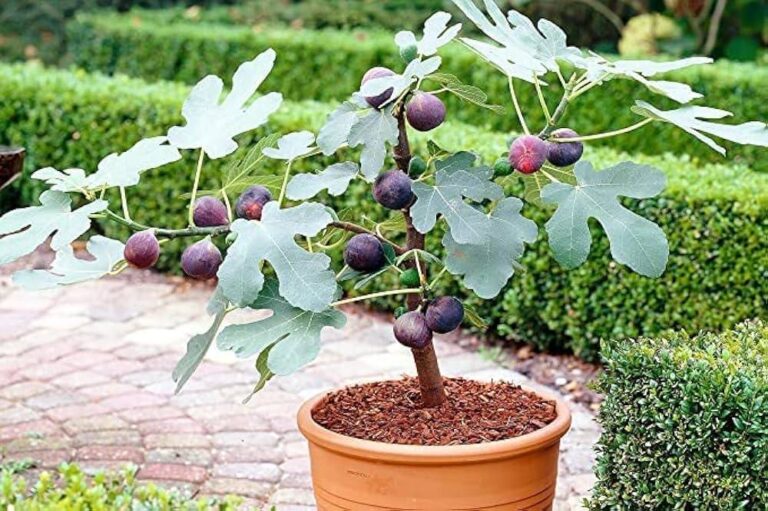 Edible Fig Tree Care: How to Grow, Nurture, and Harvest Fruits