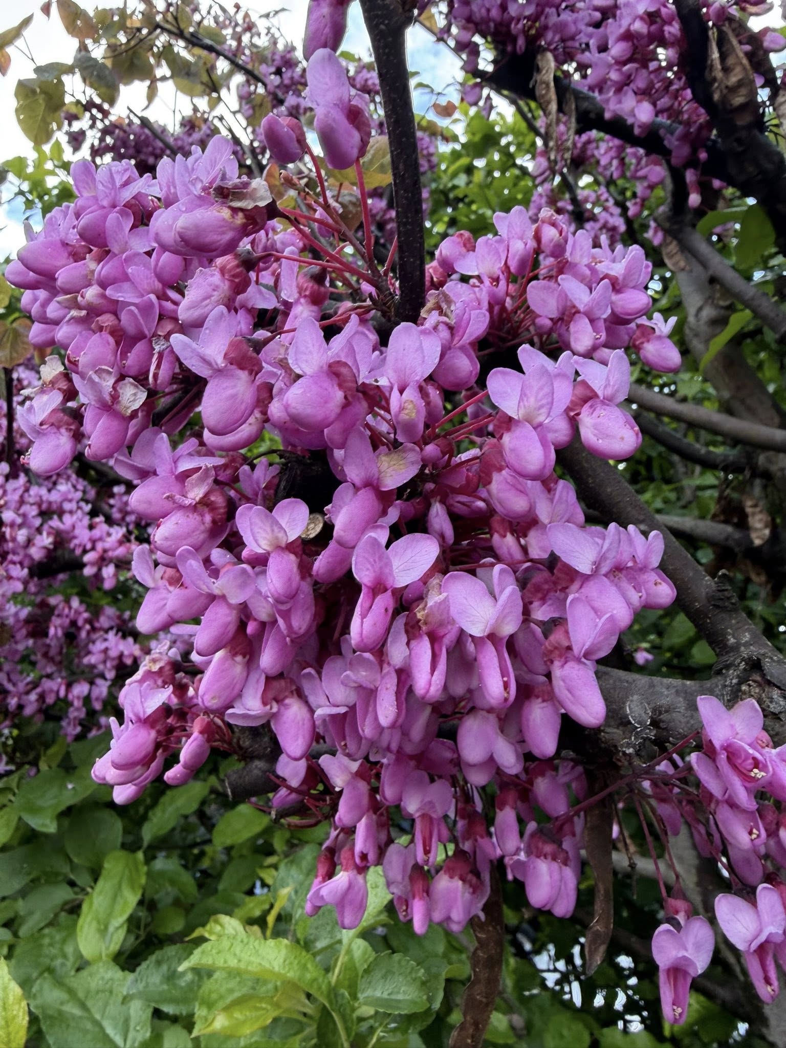 20 Types of Redbud Trees and Shrubs: Identification and Pictures ...