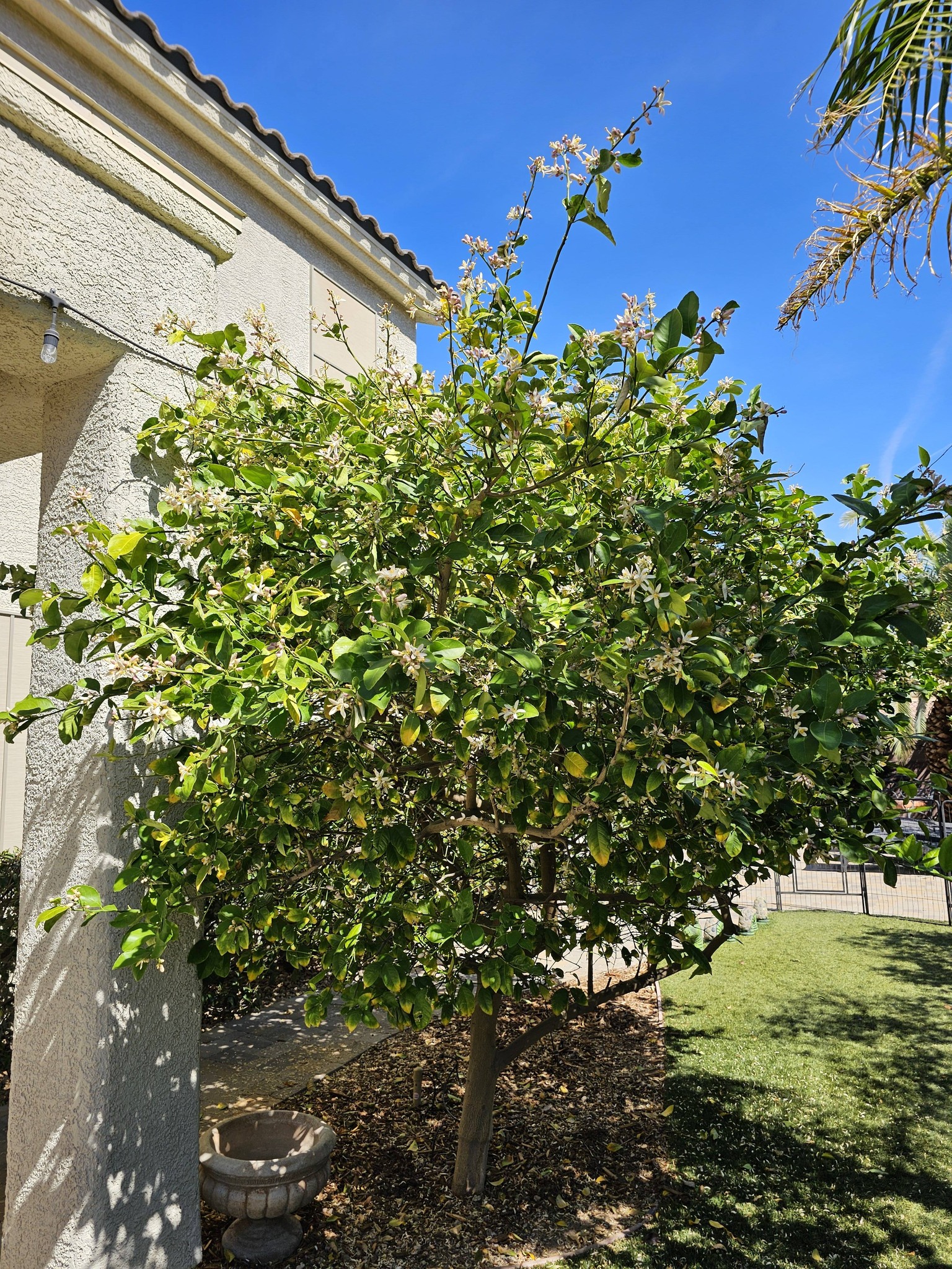 Citrus Trees