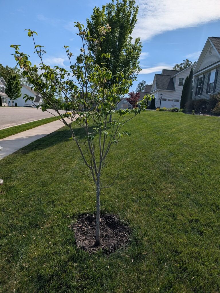 Mulch for Tree Roots: Benefits, Best Options, and How to Apply