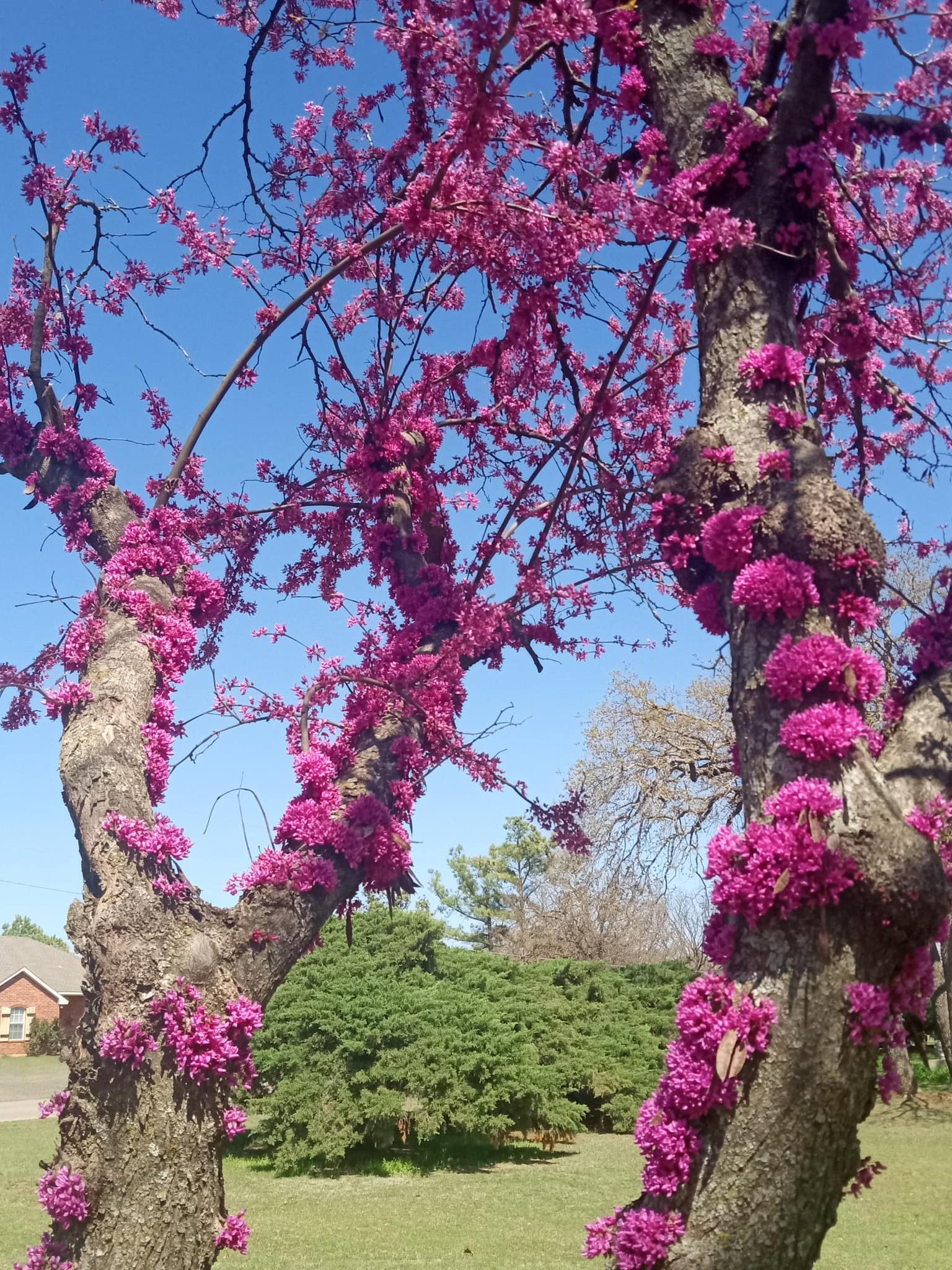 20 Types of Redbud Trees and Shrubs: Identification and Pictures ...