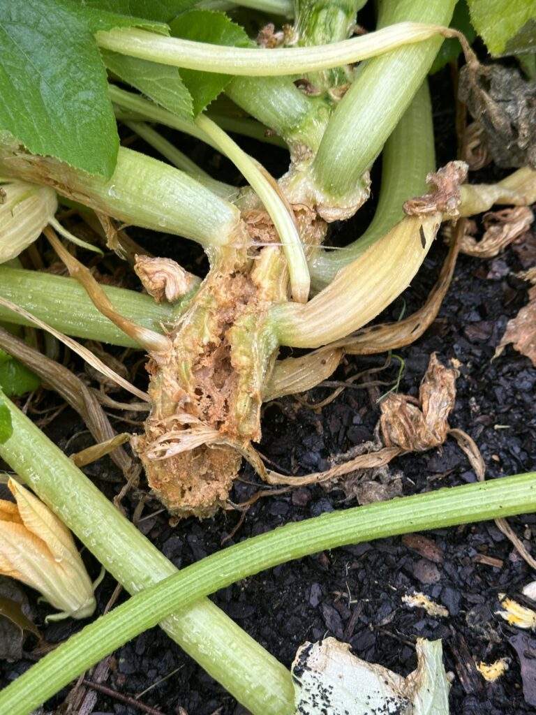 10 Effective Squash Vine Borer Prevention Strategies That Actually Works