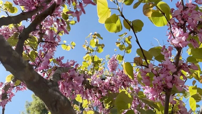 20 Types of Redbud Trees and Shrubs: Identification and Pictures